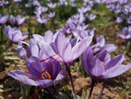 Saffron from Lake Garda