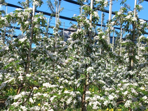 Sonderwochen zur Apfelblüte