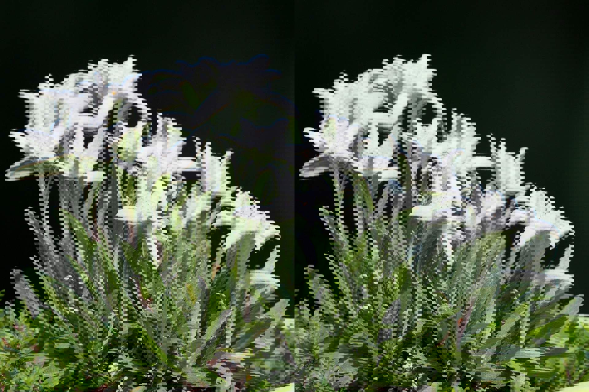 Stella Alpina Stella Alpina