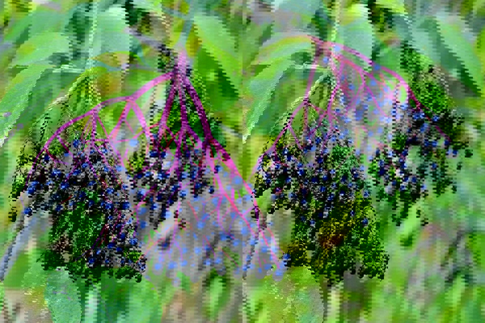 Succo di Sambuco - Bacche di Sambuco Succo di Sambuco - Bacche di Sambuco