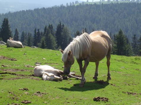 Lingerhof Ferienwohnungen - Urlaub auf dem Bauernhof - Mölten in Bozen and environs