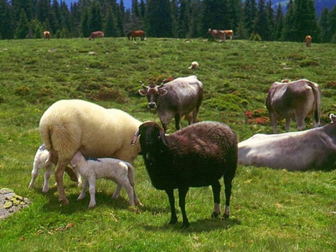 Lingerhof Ferienwohnungen - Urlaub auf dem Bauernhof - Mölten in Bozen and environs