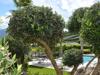 DSC-2160.jpg