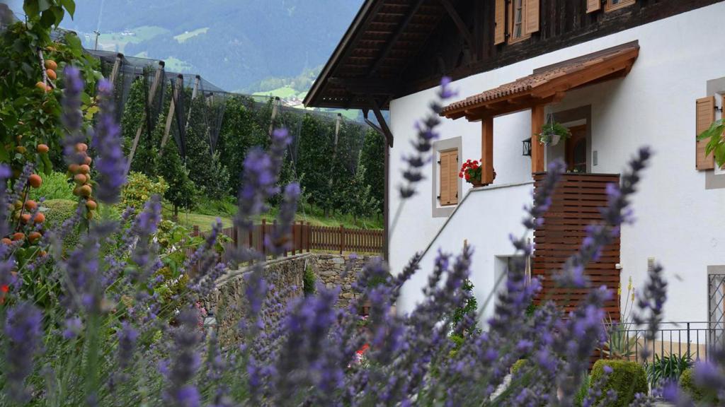 lavendel-haus.jpg