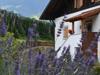 lavendel-haus.jpg