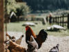 00041_©IvanBortondello.jpg