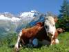 ahrntalersunnsatwege-c-touristinfo-ahrntal-gorfer-192.jpg