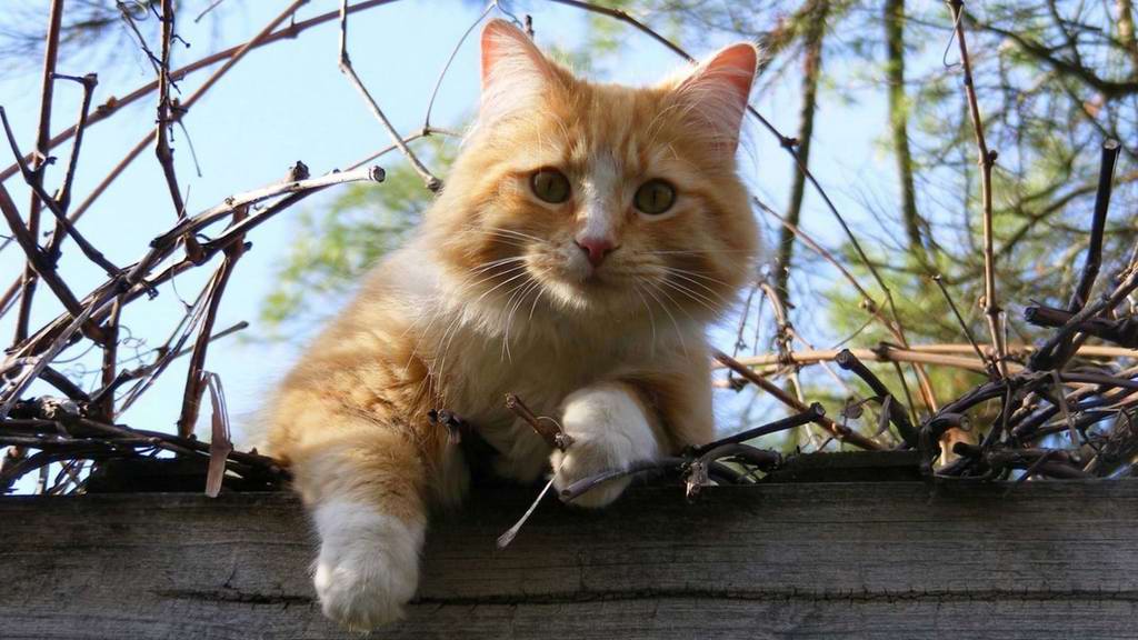 low-angle-portrait-of-cat-on-tree-against-sky-248350.jpg