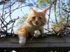 low-angle-portrait-of-cat-on-tree-against-sky-248350.jpg