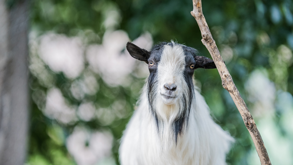 ©wisthaler.com_21_06_winkler_zimmer-tiere_DSC_1063.jpg