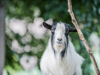 ©wisthaler.com_21_06_winkler_zimmer-tiere_DSC_1063.jpg