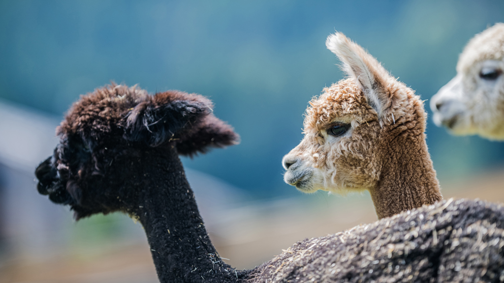©wisthaler.com_21_06_winkler_zimmer-tiere_DSC_1091.jpg