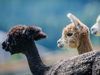 ©wisthaler.com_21_06_winkler_zimmer-tiere_DSC_1091.jpg