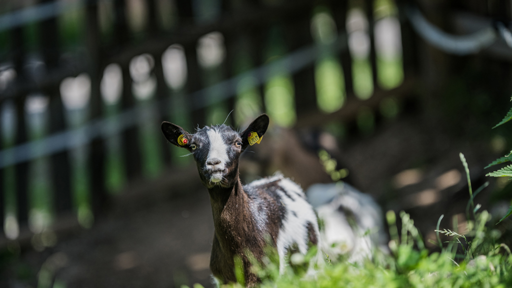 ©wisthaler.com_21_06_winkler_zimmer-tiere_DSC_1125.jpg