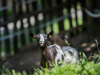 ©wisthaler.com_21_06_winkler_zimmer-tiere_DSC_1125.jpg