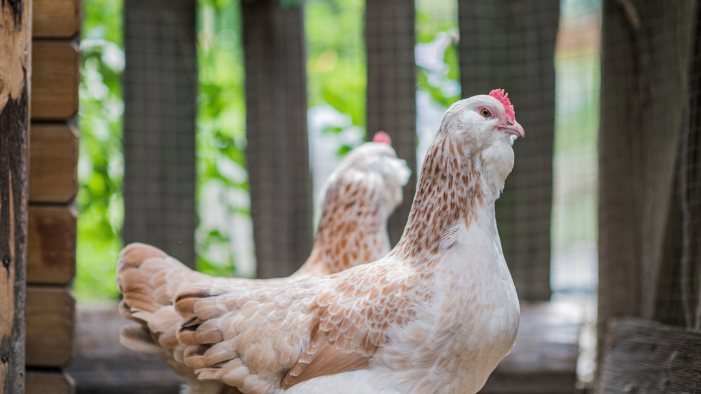 ©wisthaler.com_21_06_winkler_zimmer-tiere_HW4_4299.jpg