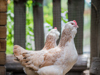 ©wisthaler.com_21_06_winkler_zimmer-tiere_HW4_4299.jpg