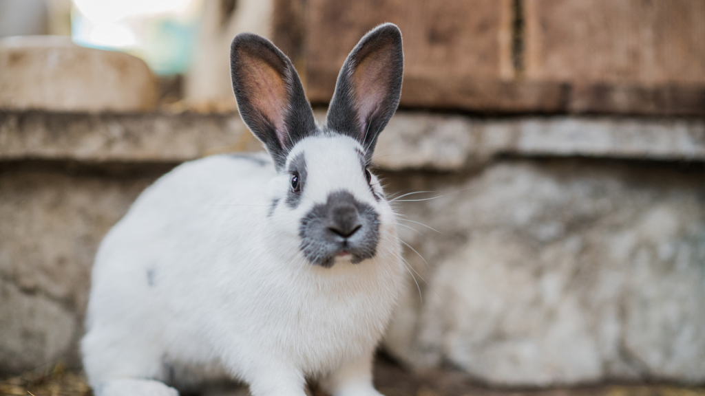 ©wisthaler.com_21_06_winkler_zimmer-tiere_HW4_4324.jpg