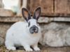 ©wisthaler.com_21_06_winkler_zimmer-tiere_HW4_4324.jpg
