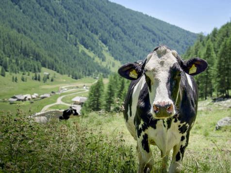 Wieserhof Familien Bauernhof - Meransen in Eisacktal