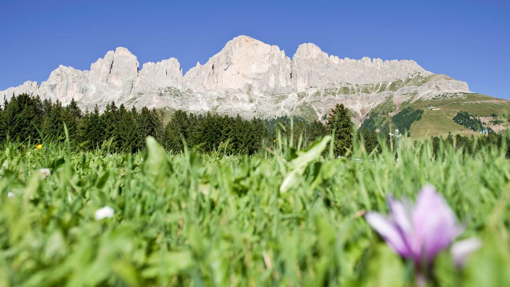 almfeeling-suedtirol.jpg