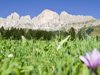 almfeeling-suedtirol.jpg