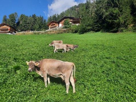 Kalchgruberhof - St. Walburg im Ultental