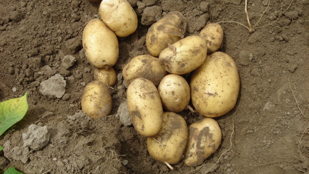 g30-o.jpg