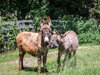 tiere-01.jpg