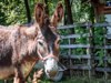 tiere-02.jpg