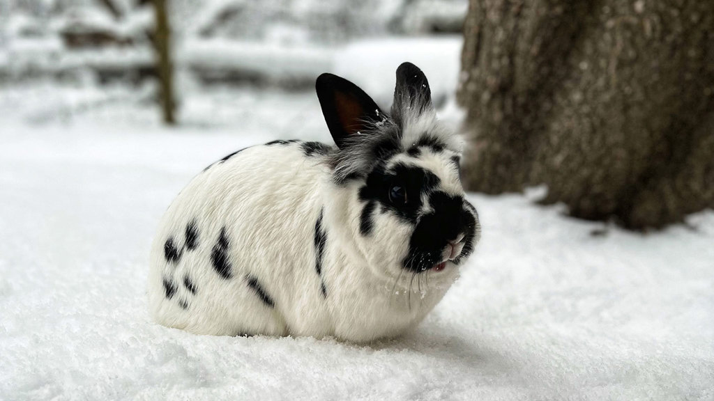 tiere-am-bauernhof-hase.jpg