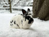 tiere-am-bauernhof-hase.jpg