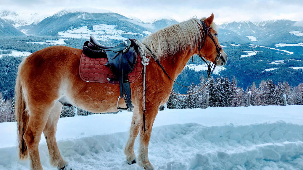 reiten-pustertal-kiens-2-2.jpg