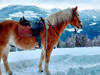 reiten-pustertal-kiens-2-2.jpg