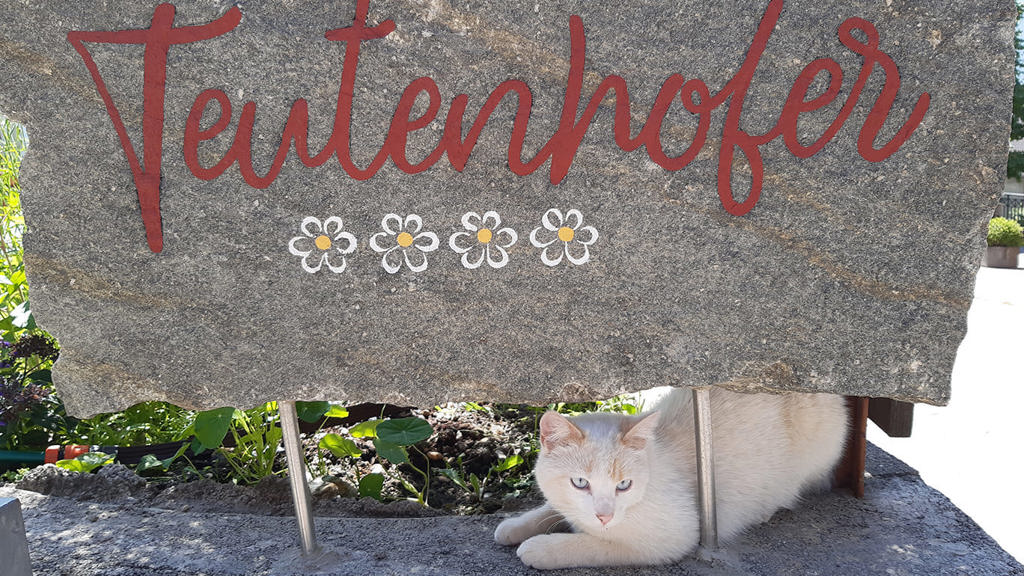 Teutenhofer_Schild_Katze.jpg