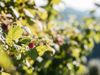 agriturismo-val-badia-21.jpg