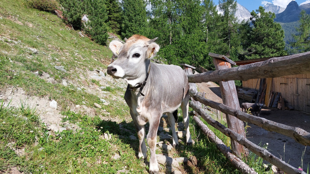 Biohof-Kofler-Fotos-15.jpg