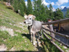 Biohof-Kofler-Fotos-15.jpg
