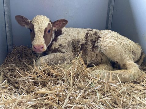 Brixlechnerhof - Meransen im Eisacktal