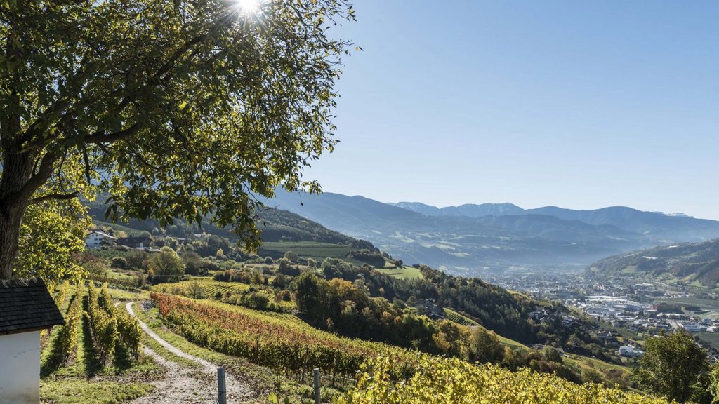 csm_Weinberg_Blick_auf_Brixen_hn_1642e87b2f.jpg