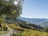 csm_Weinberg_Blick_auf_Brixen_hn_1642e87b2f.jpg