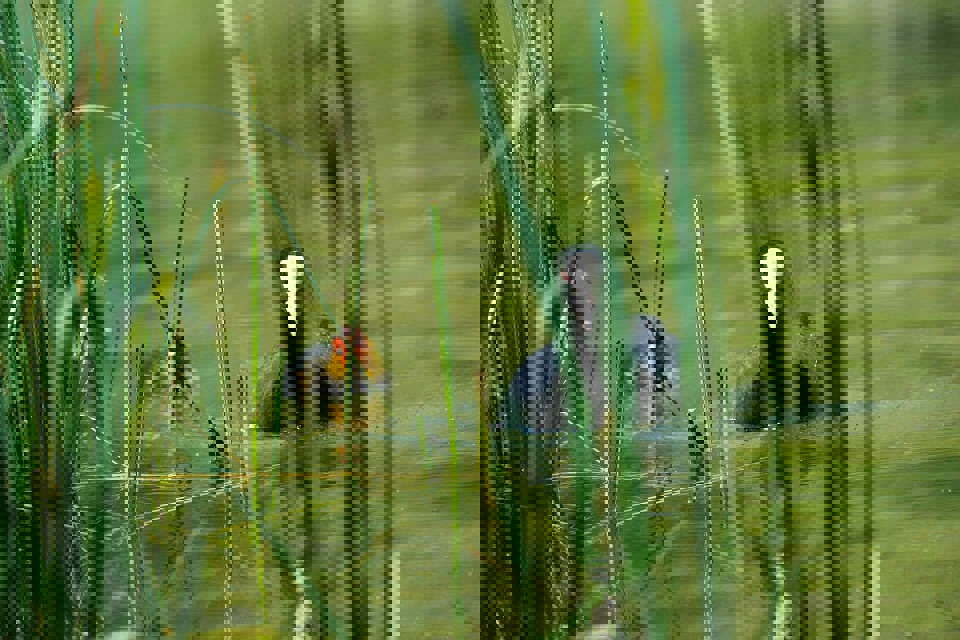 Tip for bird lovers Tip for bird lovers