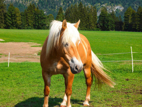 Unsere Ferienwohnungen image 21