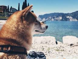 Urlaub mit dem Hund am Gardasee