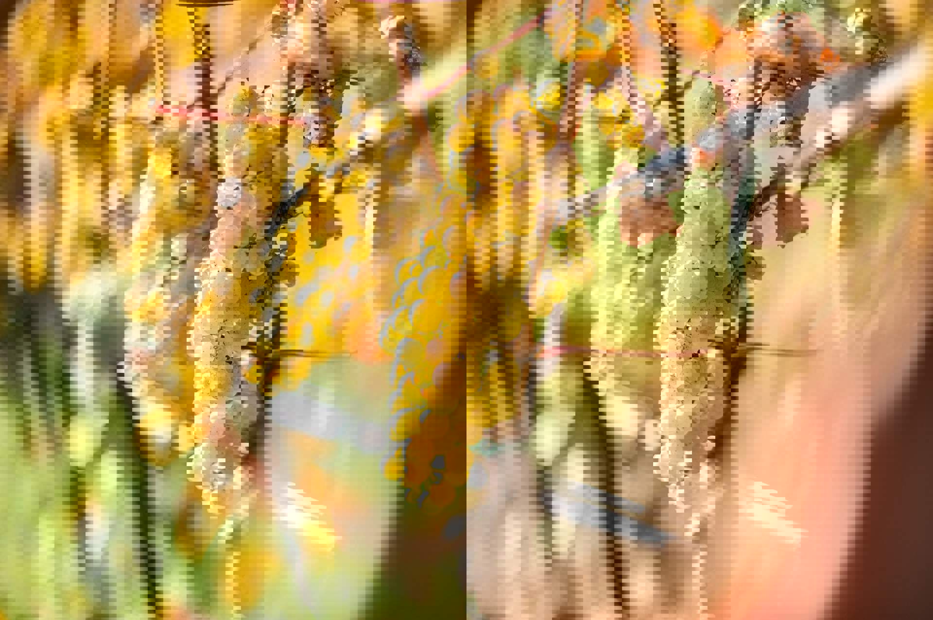 Viticulture in Naturns Viticulture in Naturns