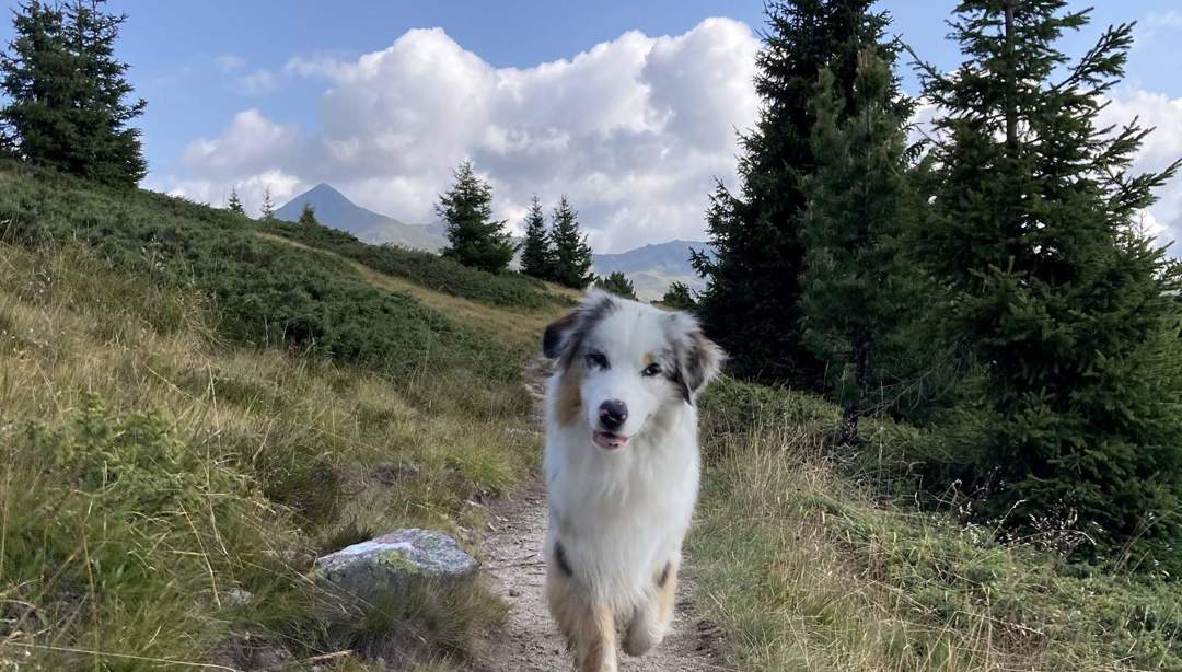 Wandern mit Hund in den Dolomiten | Südtirol Blog