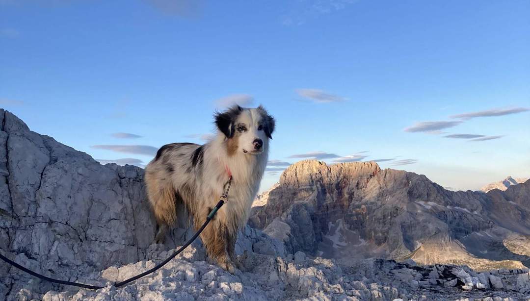 Wandern mit Hund in den Dolomiten | Südtirol Blog
