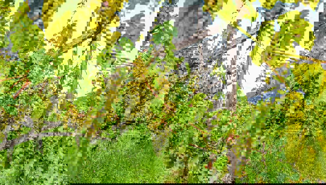 Weißweine aus Südtirol, Weinbau Kellereien und Weinsorten in Südtirol