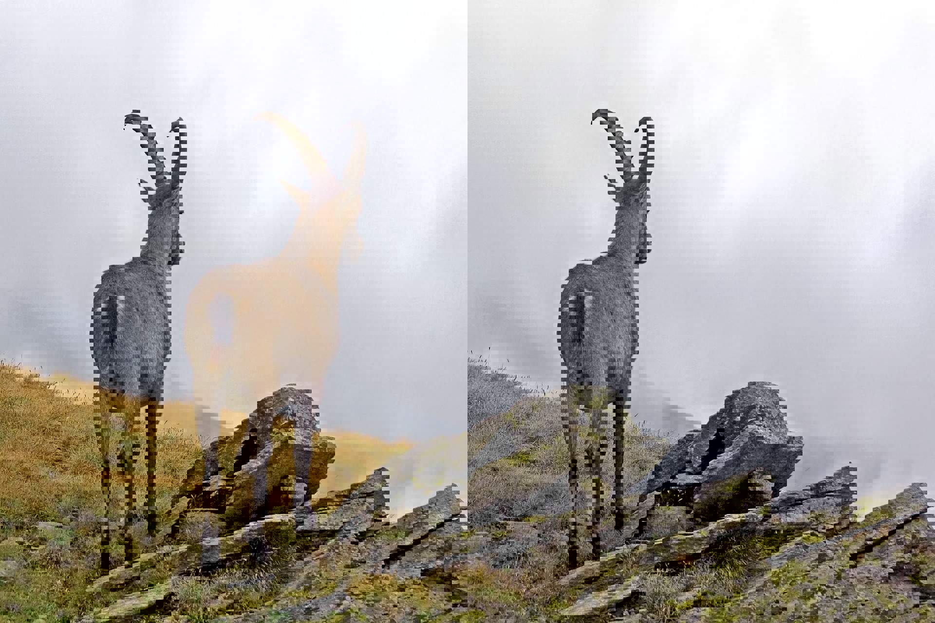 Wild animals in South Tyrol - How to deal with them Wild animals in South Tyrol - How to deal with them
