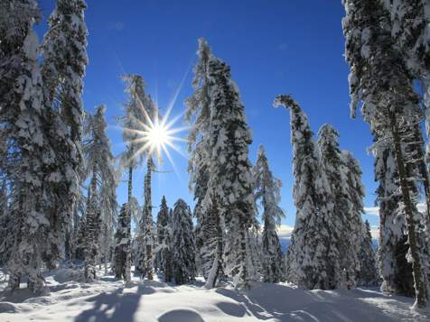 Winter forest in Mölten